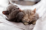 Optimale Katzenpflege: So bleibt Ihre Katze sauber und gesund.jpg